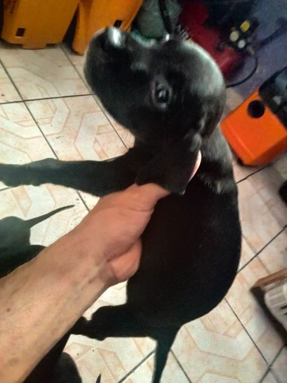 Vendo Filhotes de Pitbull // Pit Monsters  - Foto 4