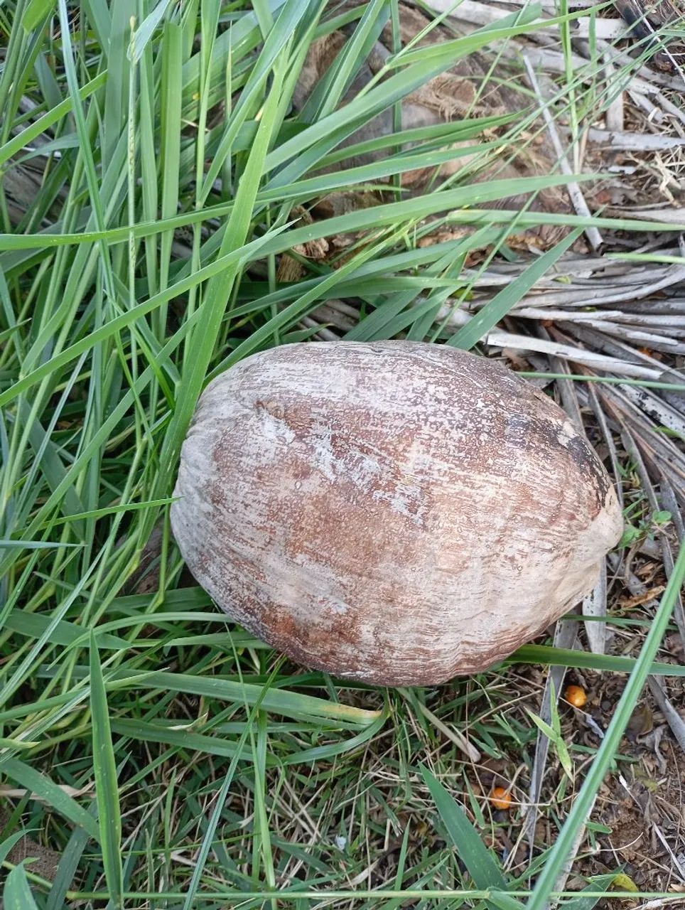 Coco seco com casca - Foto 3