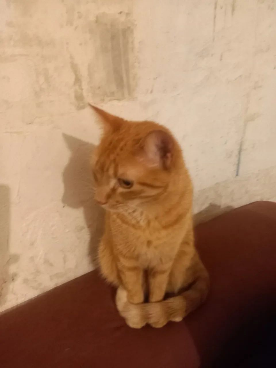 gata laranja dócil - Foto 2