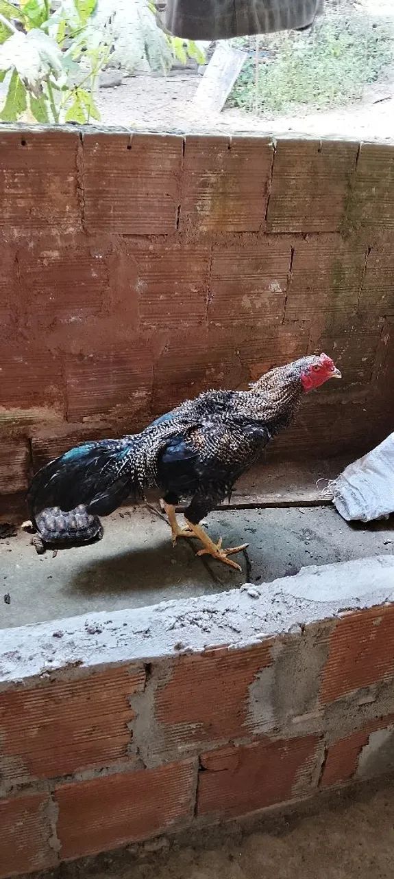 Frango Pedrez  - Foto 4