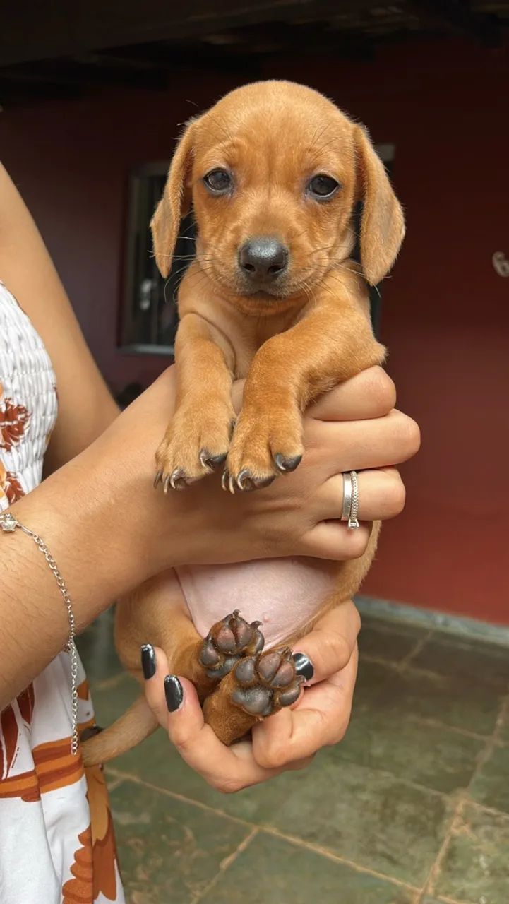 Basset - Salsicha  - Foto 3