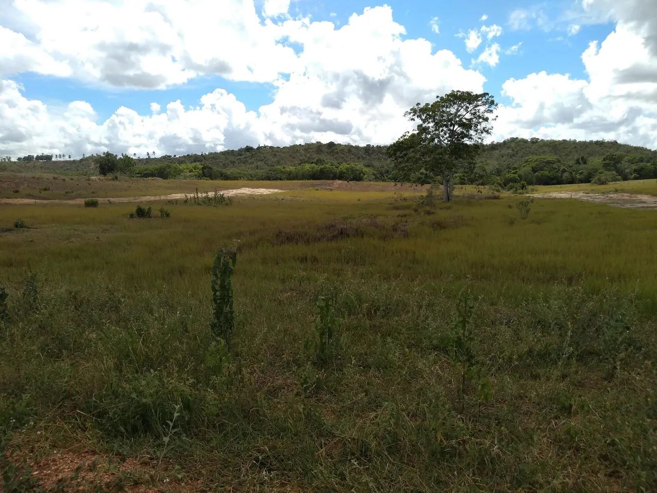 Terreno no interior de salgado 