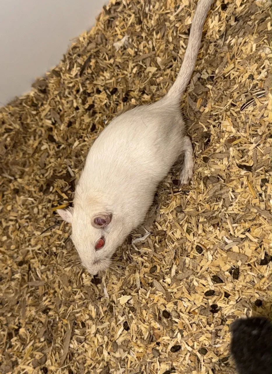 Esquilo da Mongólia/ gerbil/ gerbo - Foto 3