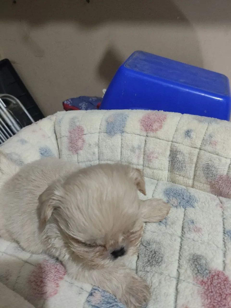 Shihtzu Macho  - Foto 3