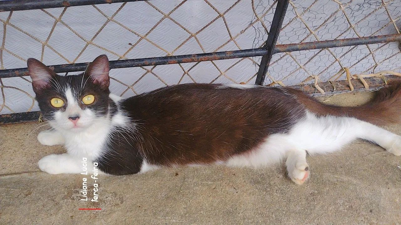 Gatinhas - Foto 4