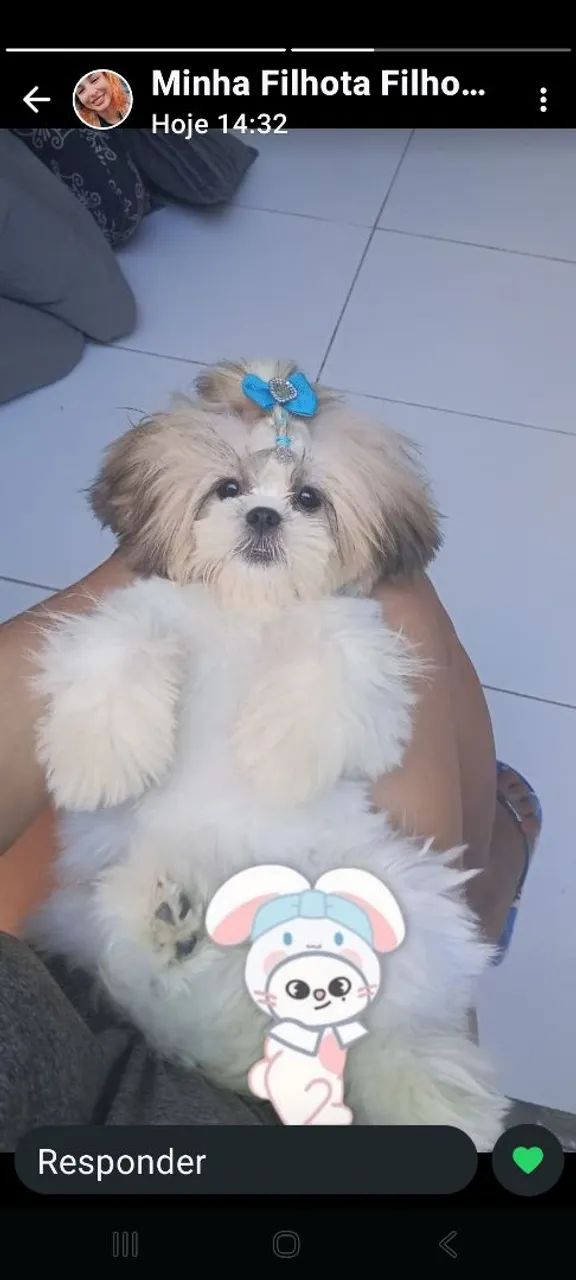 Animais de estimação  - Foto 2