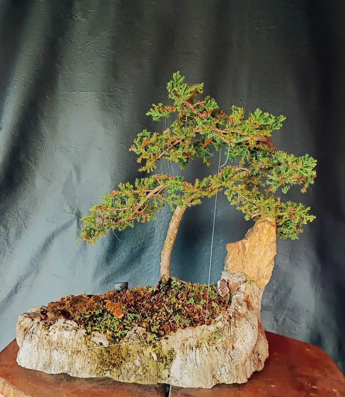 Lindo Bonsai de juniperus! - Foto 3
