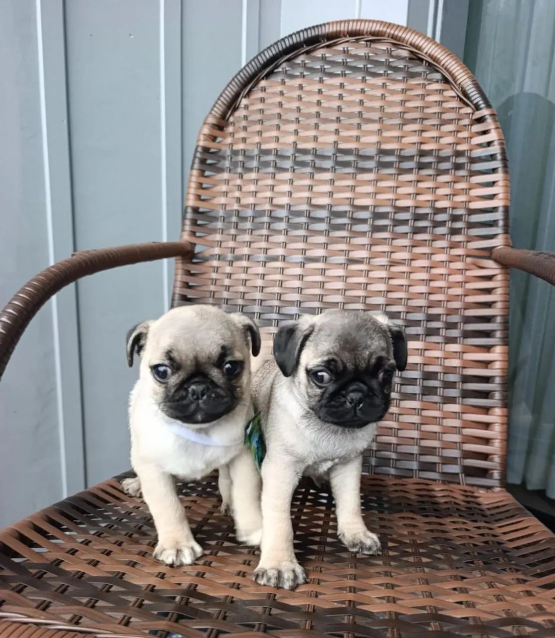 Pug mini macho  - Foto 2