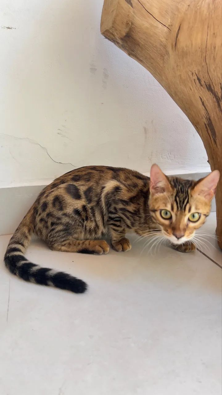 Filhote de gato Bengal- Macho - Foto 3
