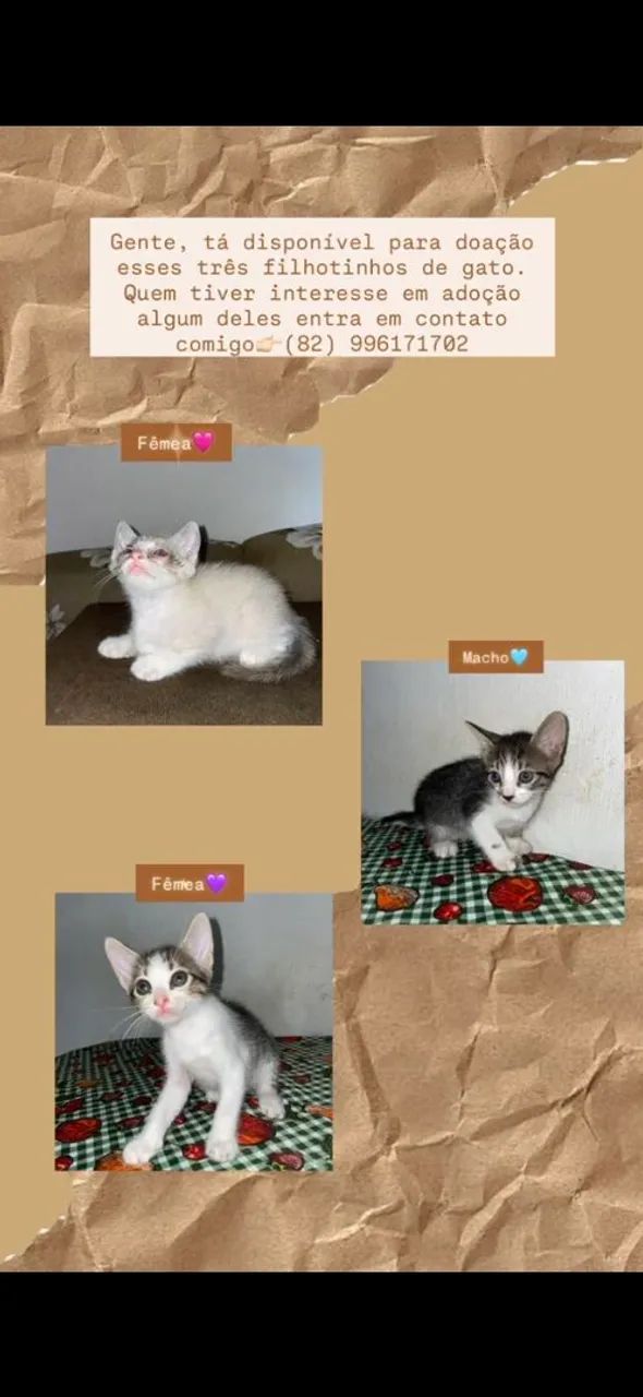 Gatinhos 