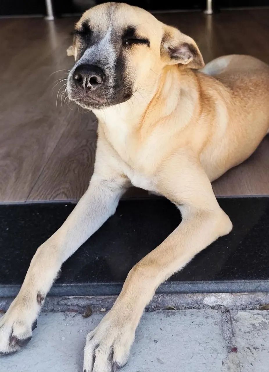Cachorrinha para doação 