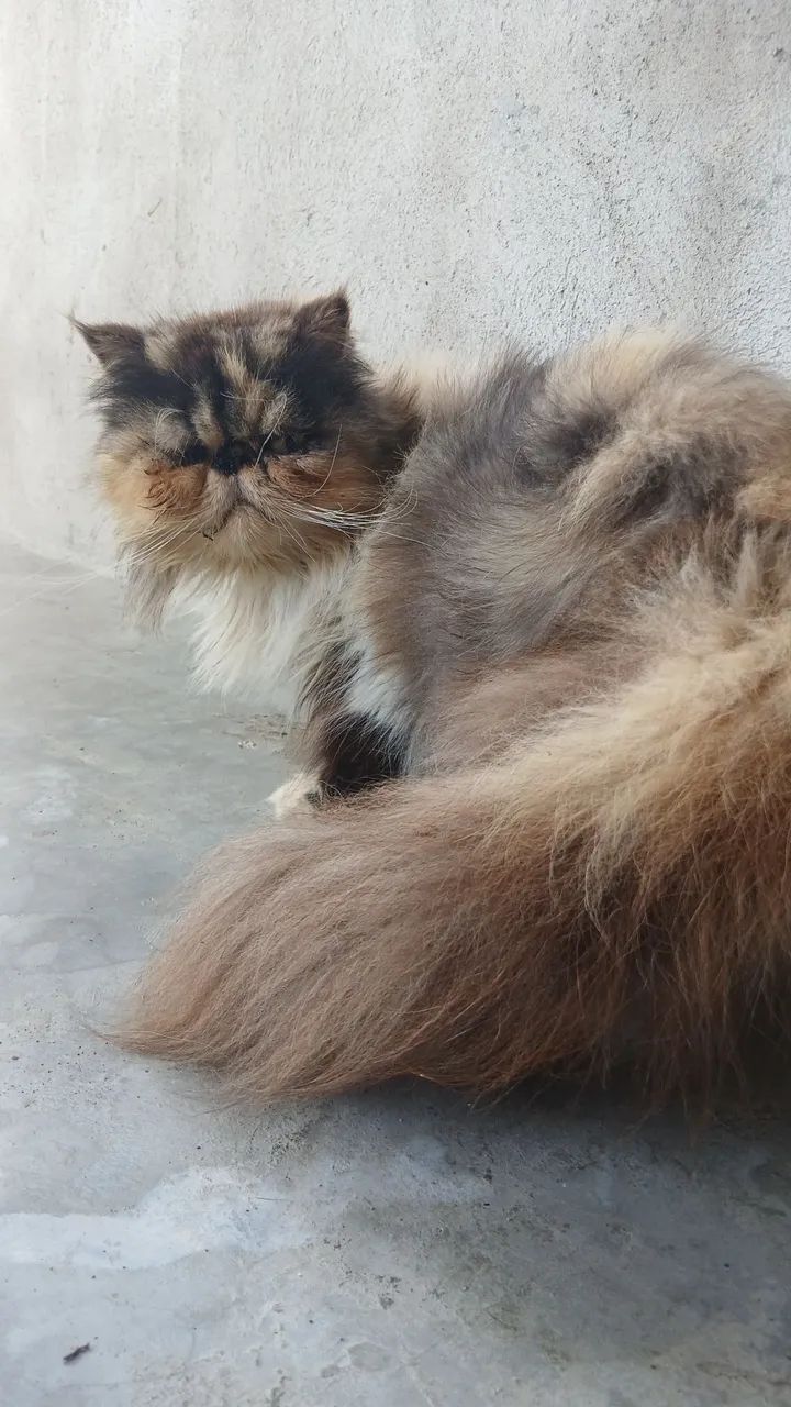 Gata Persa Matriz Reprodutora  - Foto 2