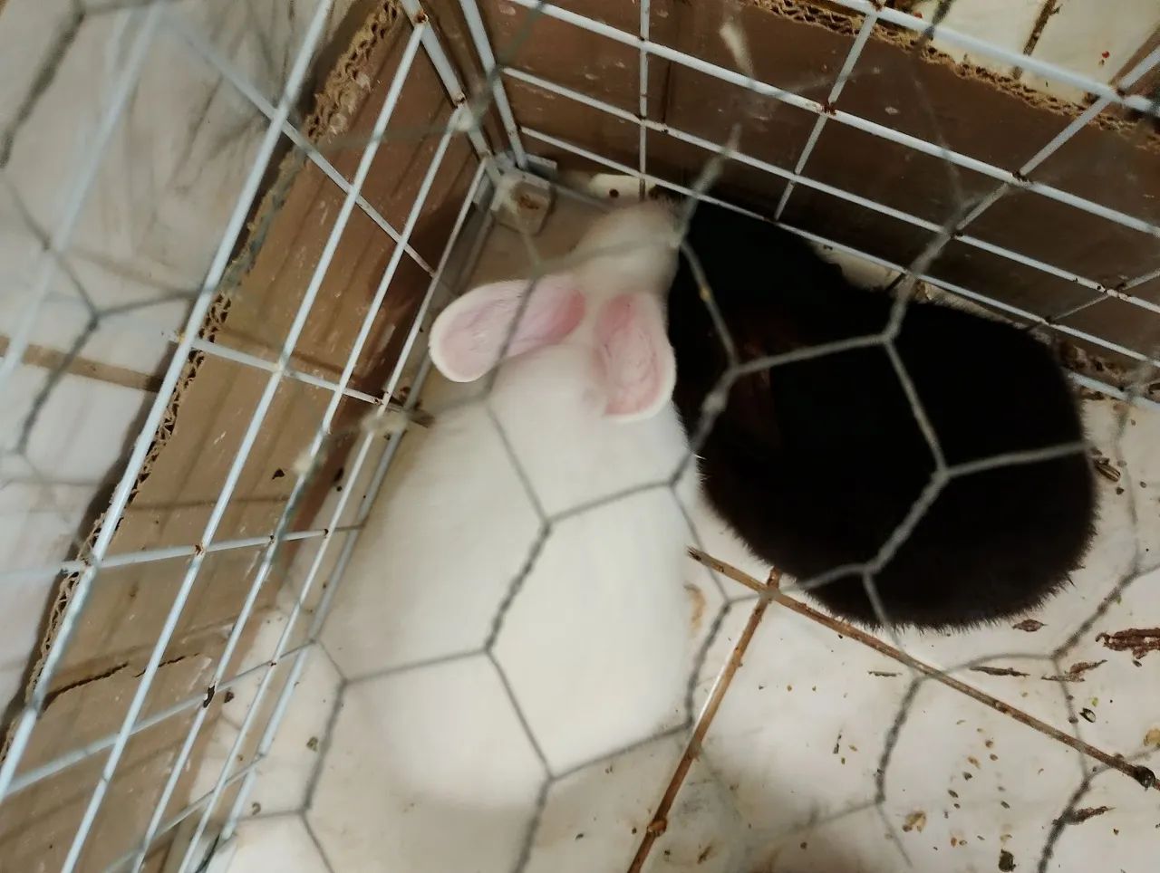 Coelhos 
