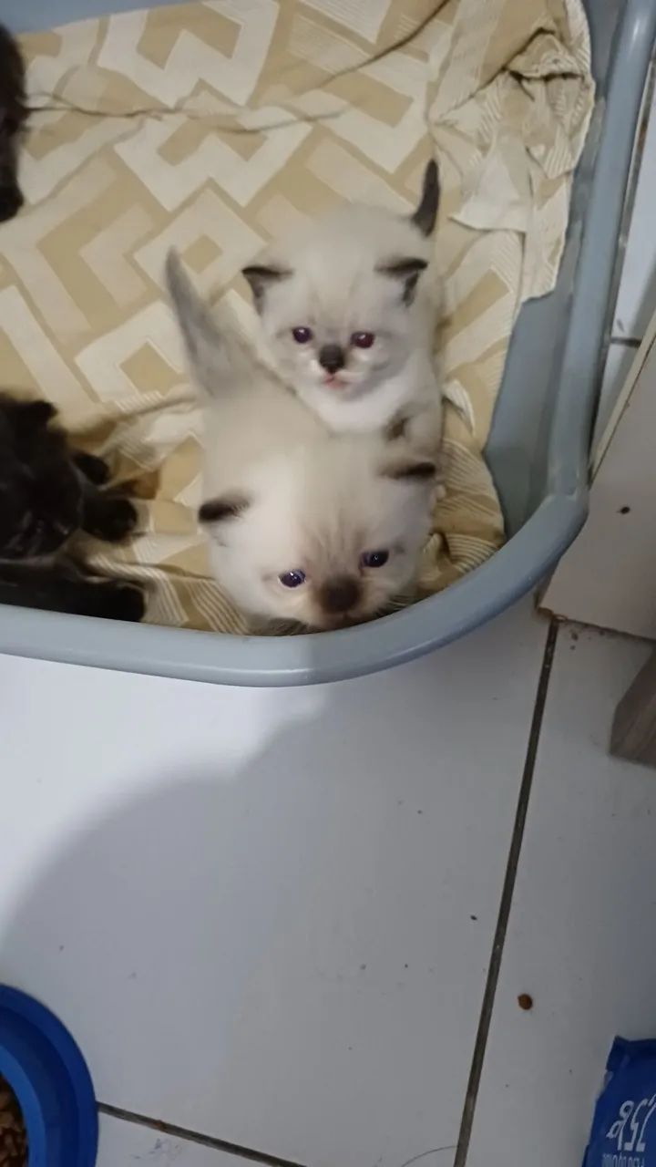 Gatos  persa - Foto 4