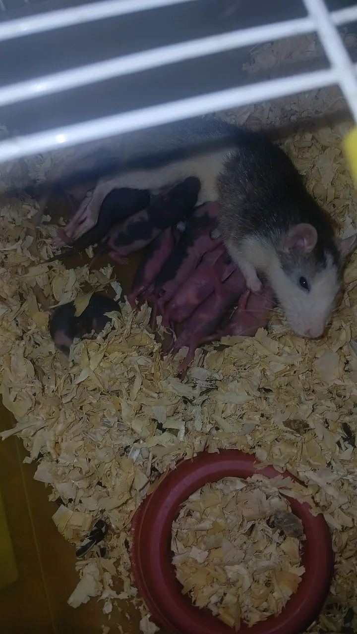 Ratinhos Twisters