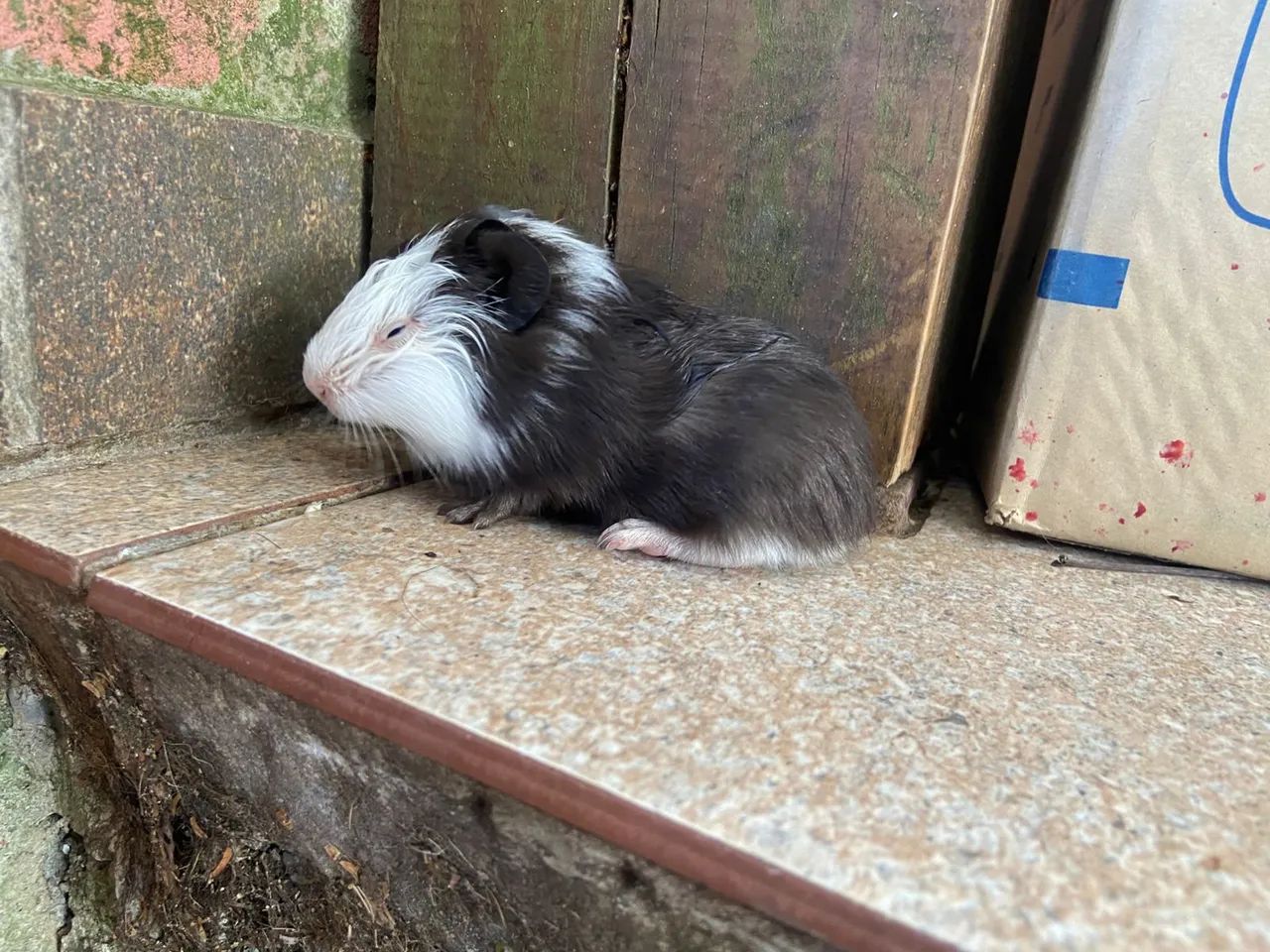 Porquinho da índia  - Foto 6