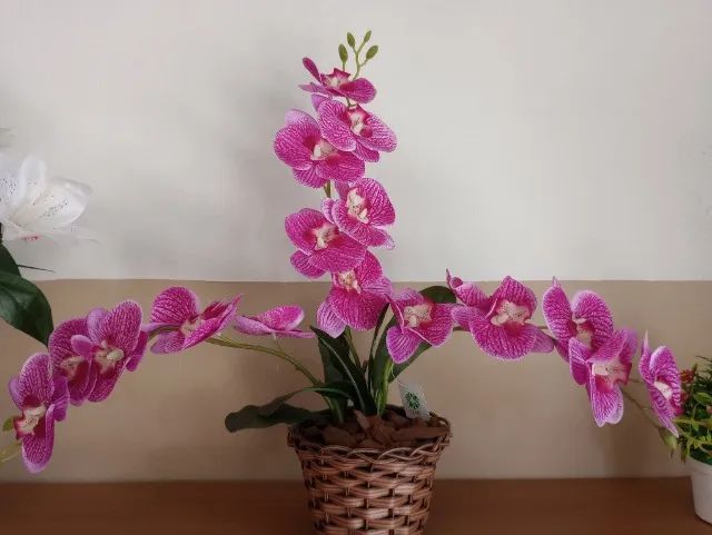 arranjos orquideas - Foto 3
