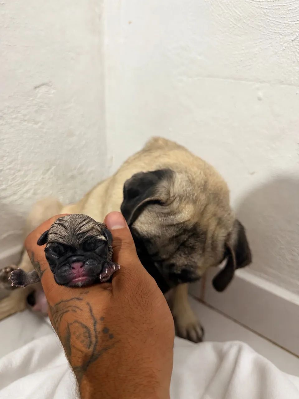Pug - Foto 4