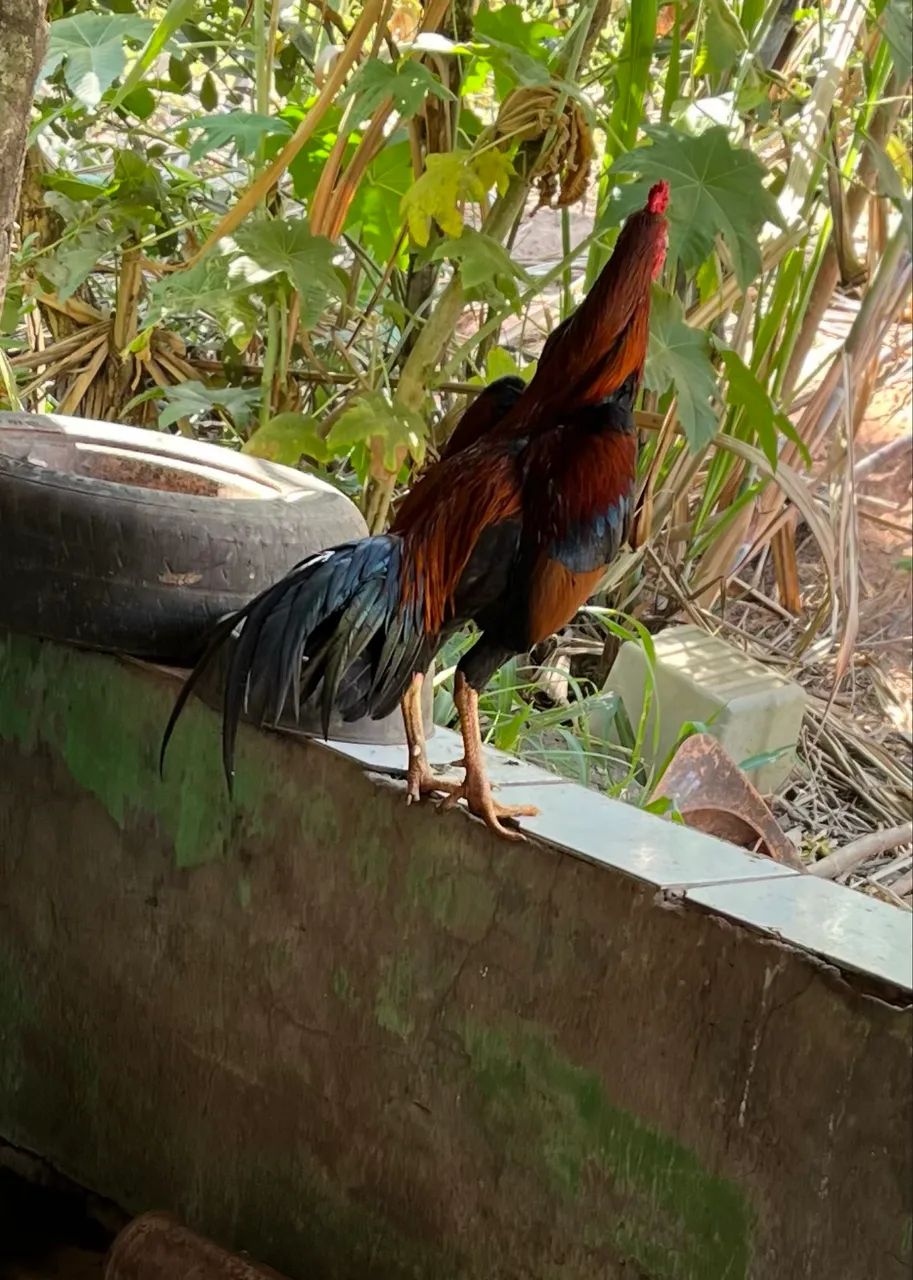 Frango índio - Foto 5