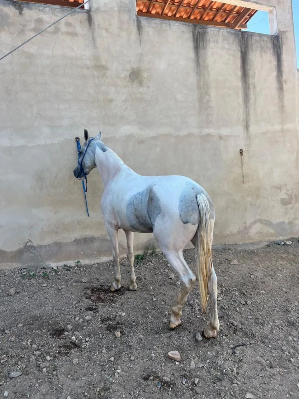 Égua Mangalarga 