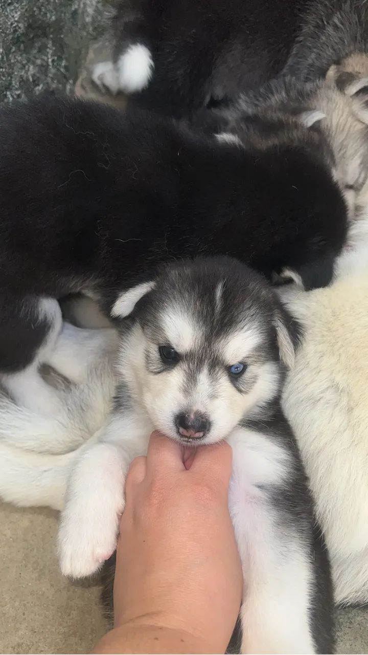Filhotes de Husky  - Foto 2