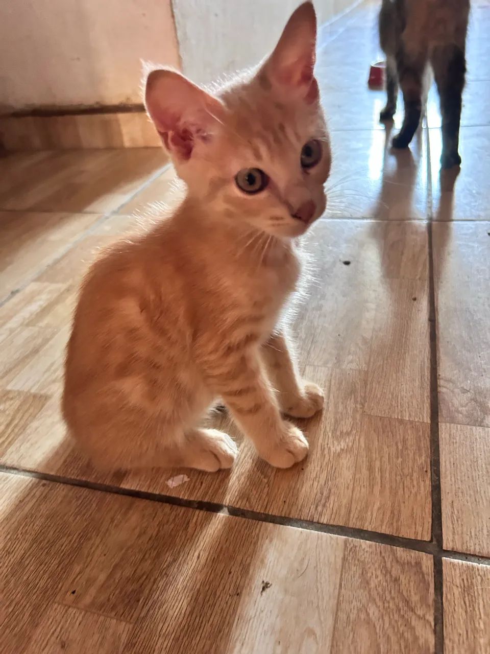 Gatinho macho com 4 meses  - Foto 2