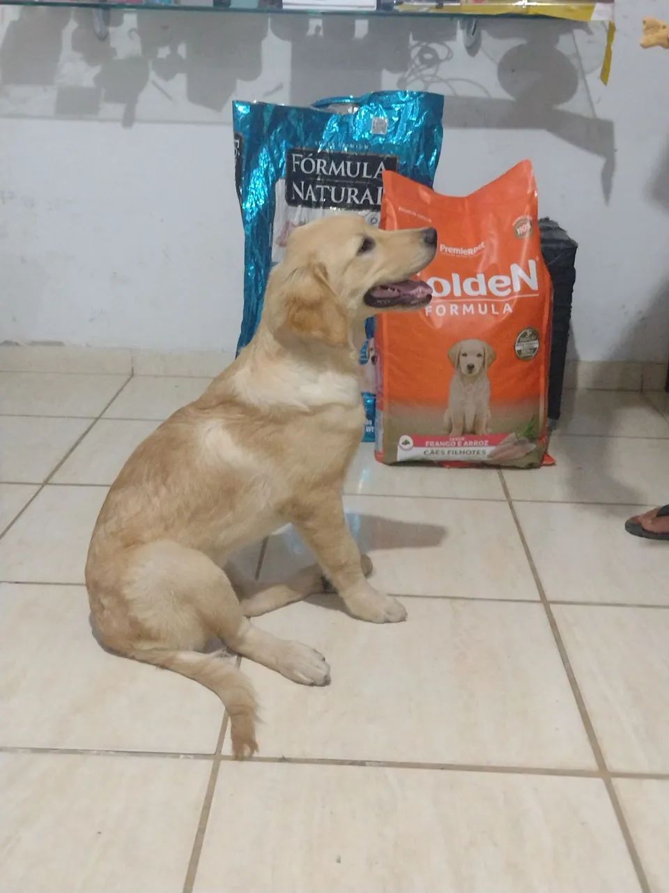 Golden retriever  - Foto 5