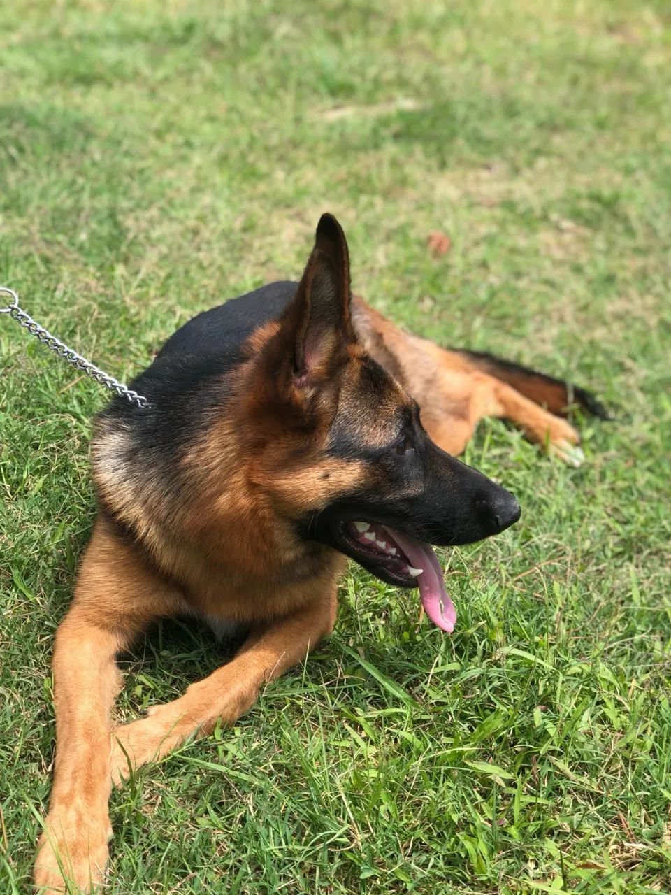 Doa se cachorro pastor alemão  - Foto 3