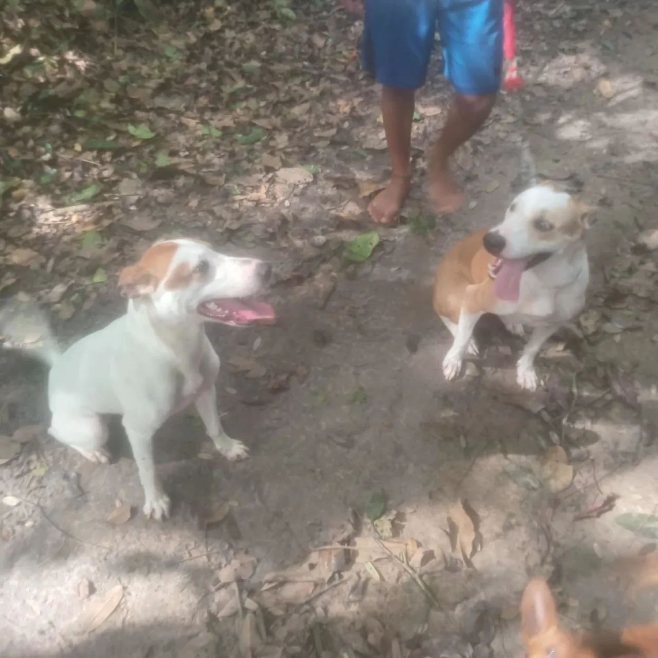 Doação responsável  - Foto 5