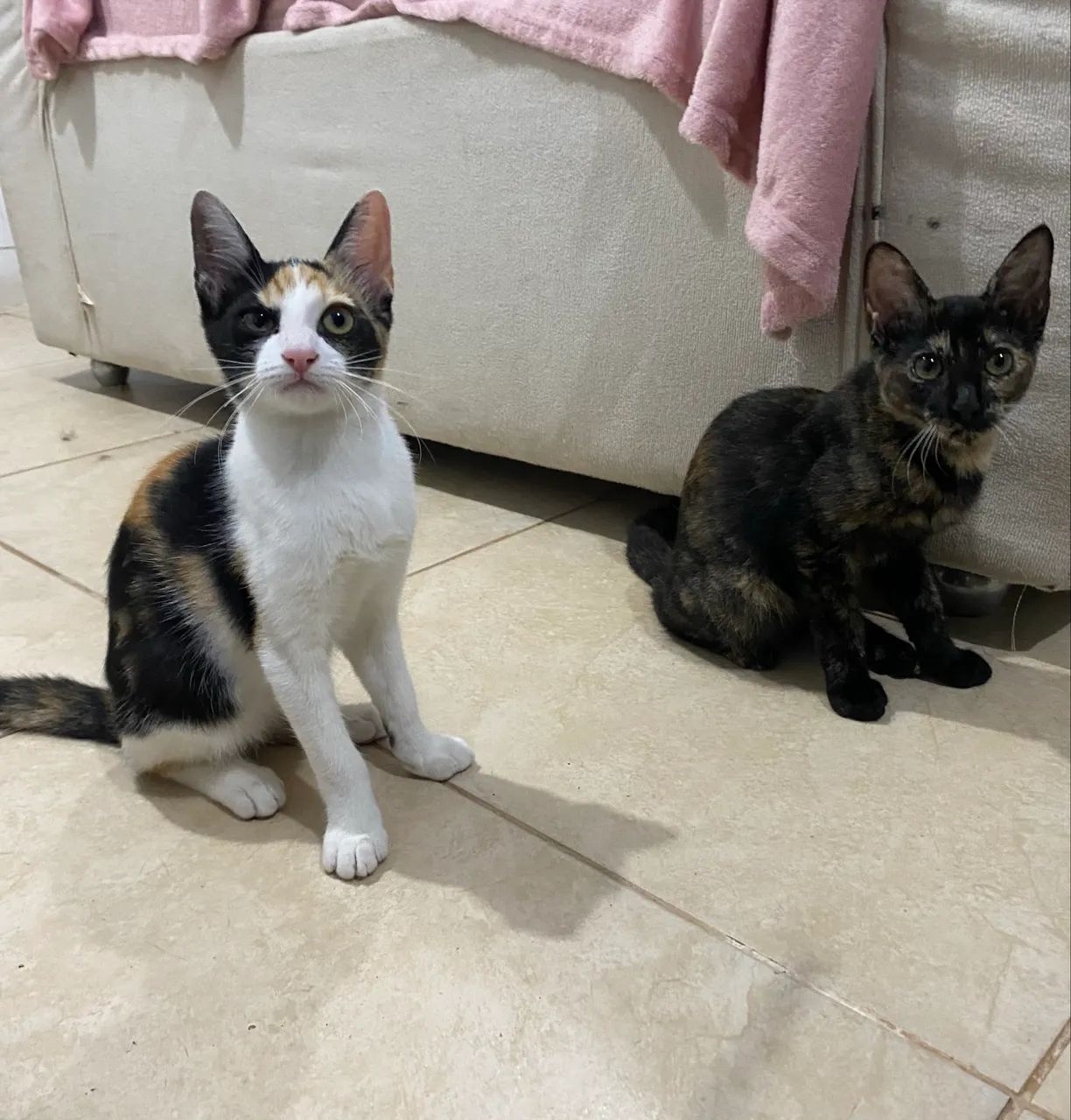 Doação Responsável  - Foto 4