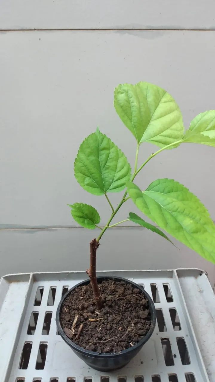 Muda de Amora já produzindo - pode plantar em vaso - Foto 3