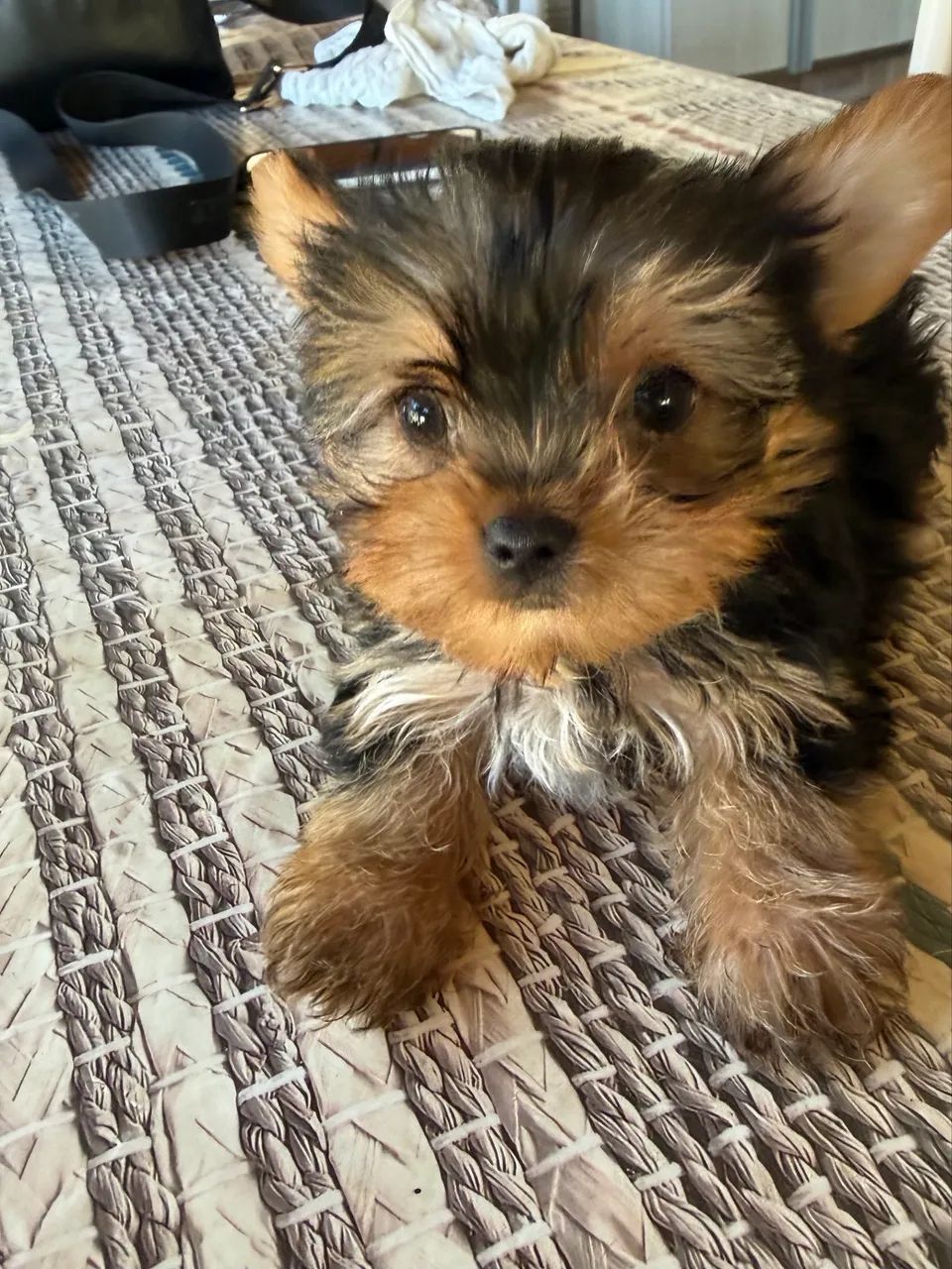 Yorkshire Terrier 
