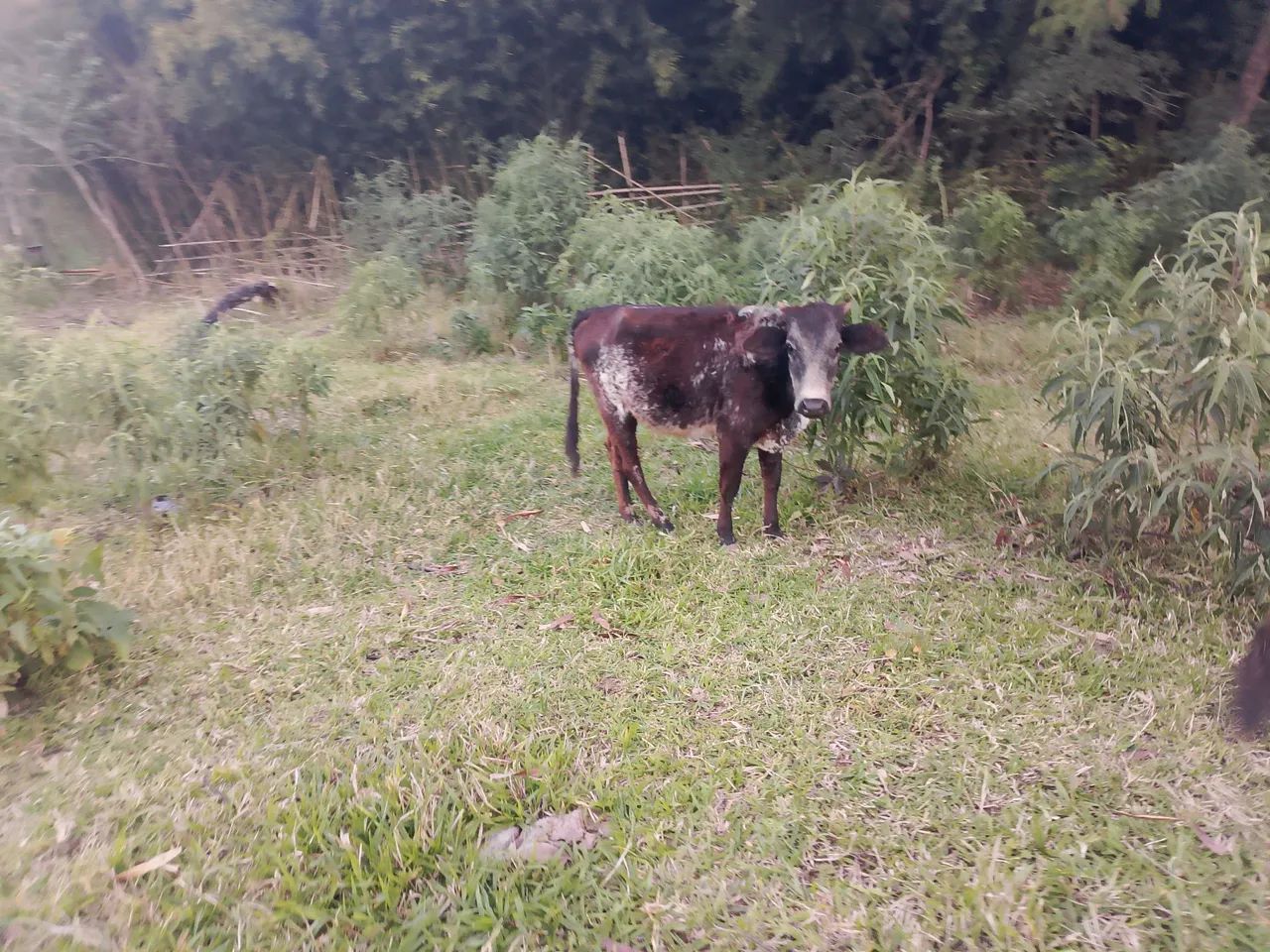vanda de Mini animais  - Foto 3
