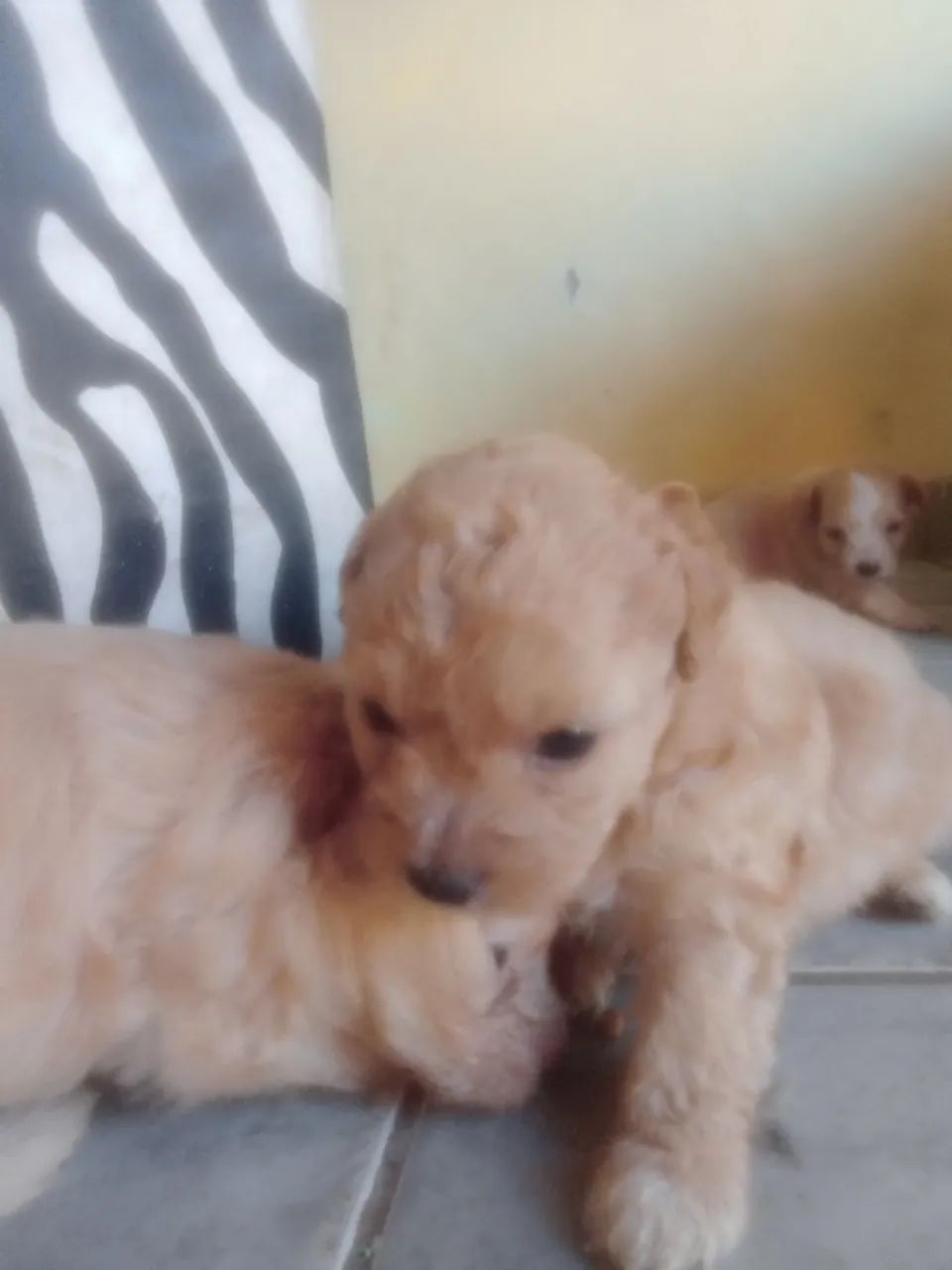 Cachorros, 02 de outubro e 430 ainda, baixo nao sabia do preco kkk - Foto 5
