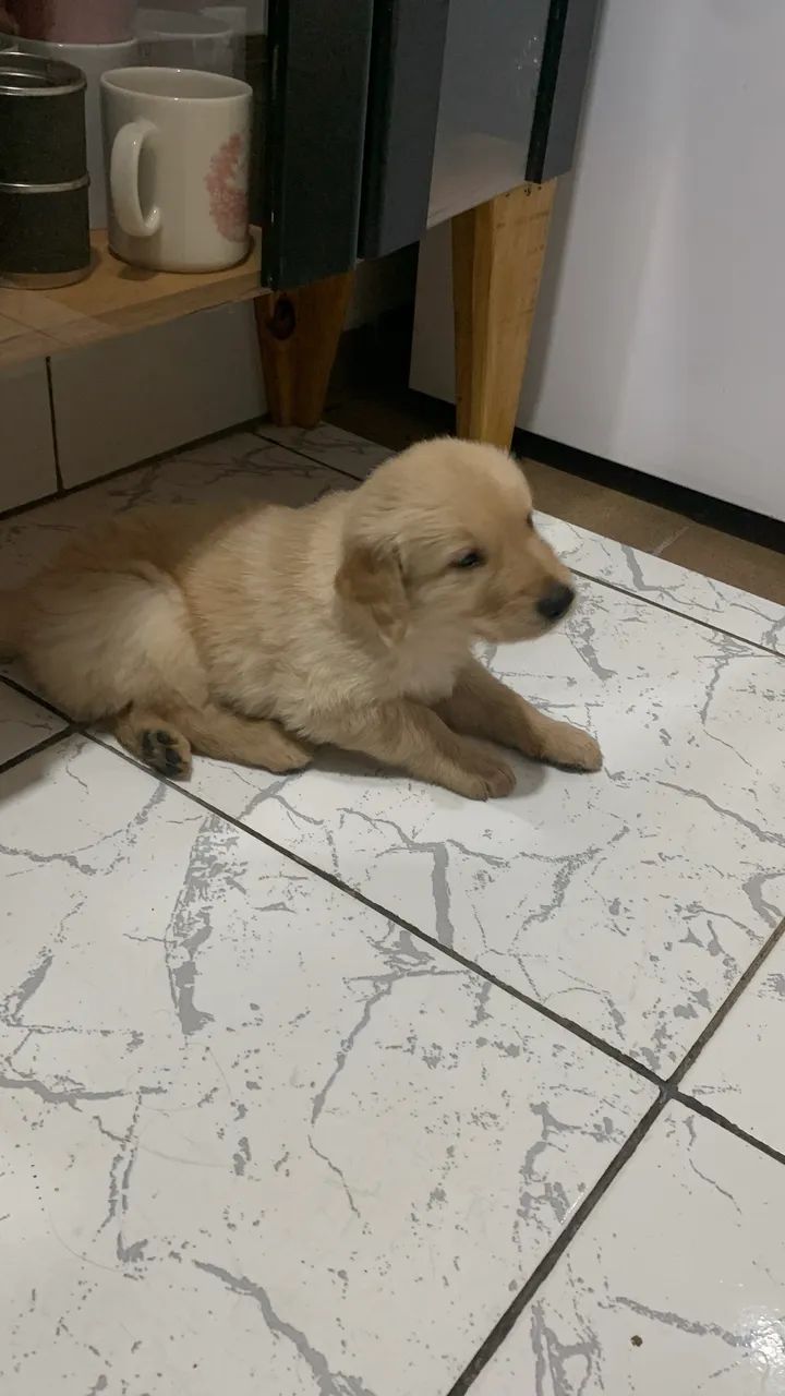 Filhotes de Golden Retriever - Foto 3