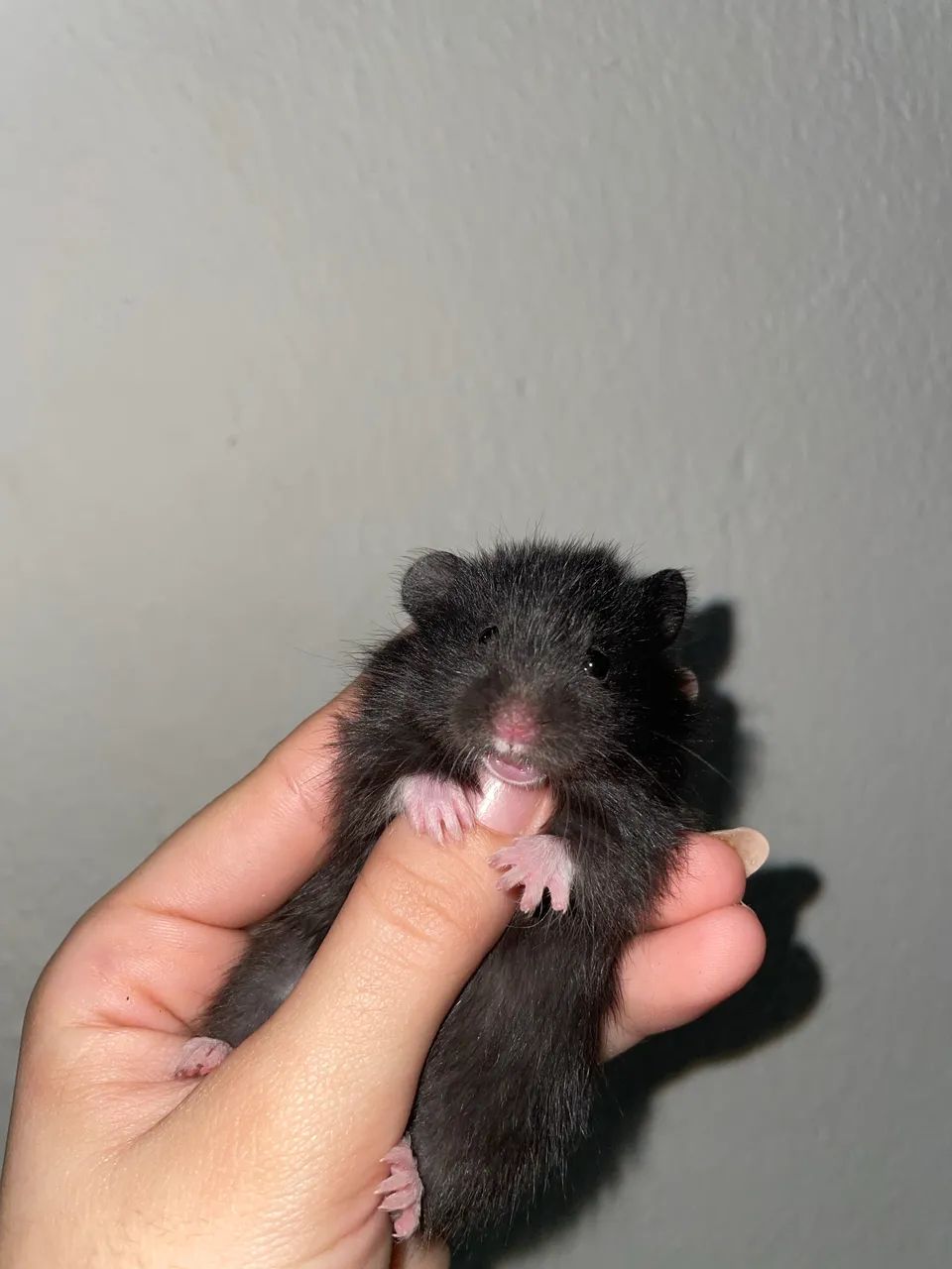 Hamster 