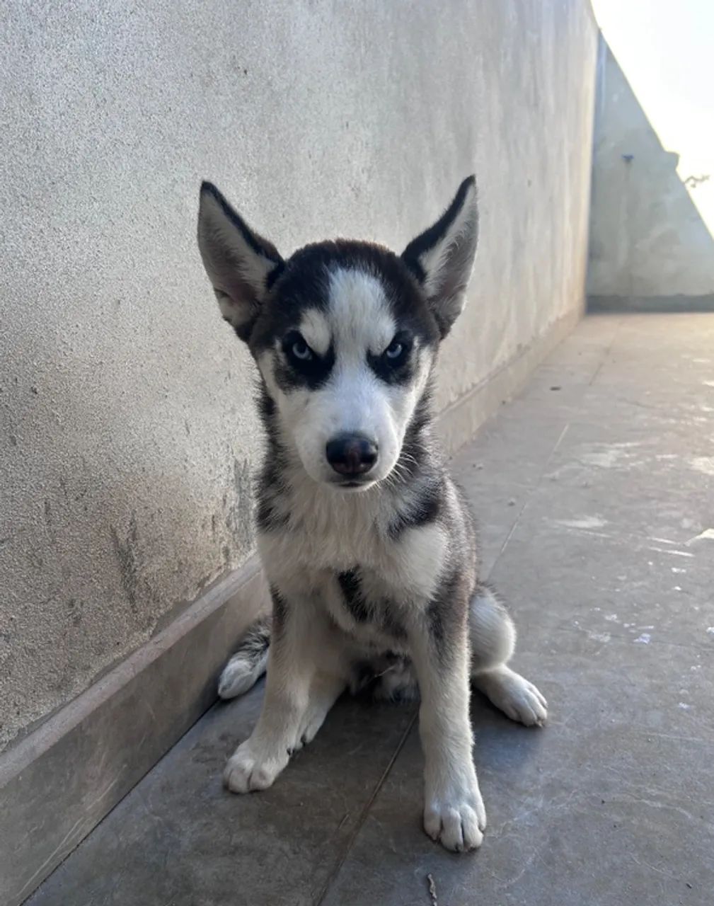 Filhotes de Husky Siberiano - Foto 2