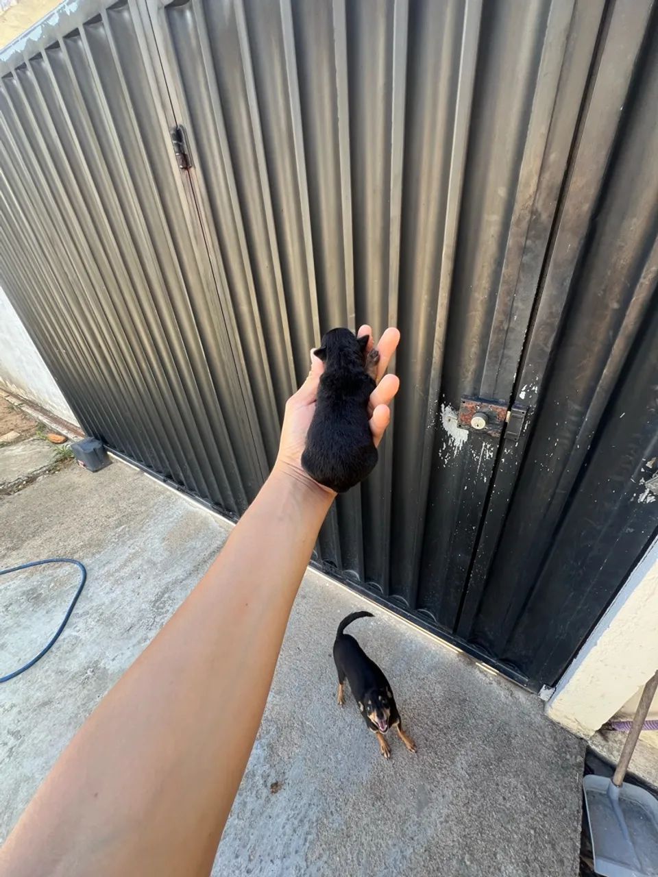 Pinscher zero  - Foto 5
