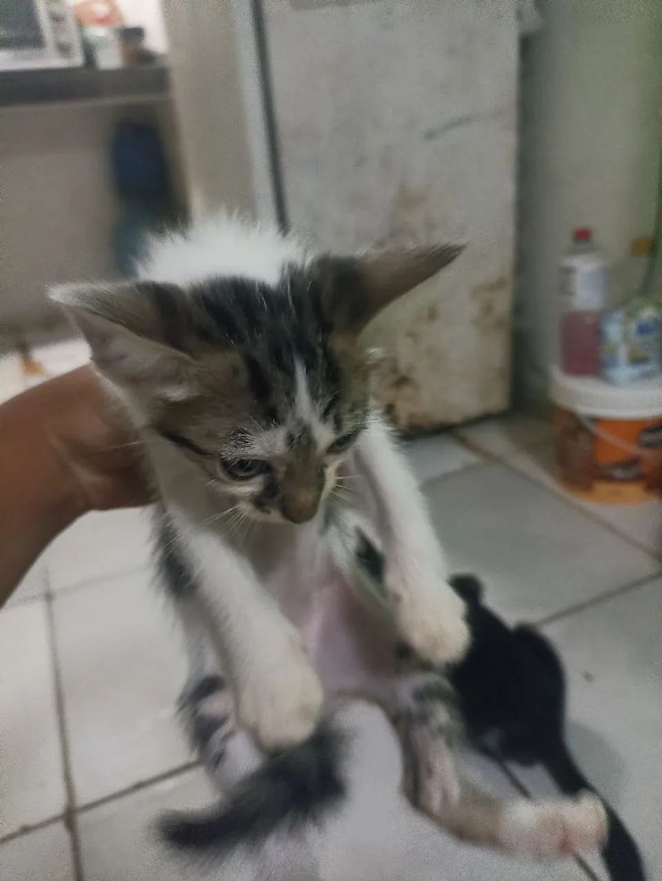 Doar gatos  - Foto 2