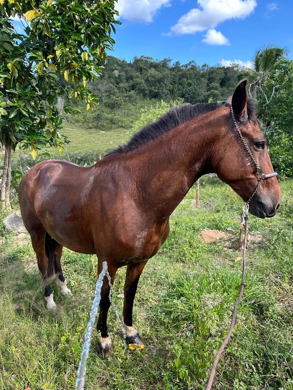 Cavalo castanho de boa conformação e pastas calçadas  - Foto 3