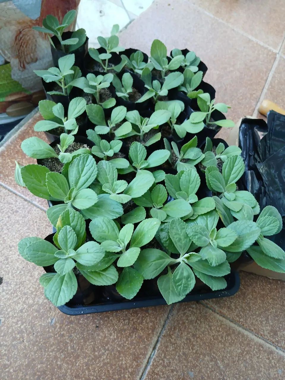 Kit 3 muda de boldo chinês  - Foto 3