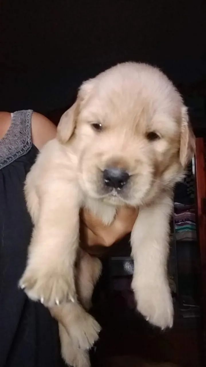 Golden Retriver macho 