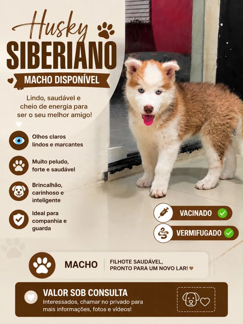 Husky siberiano 