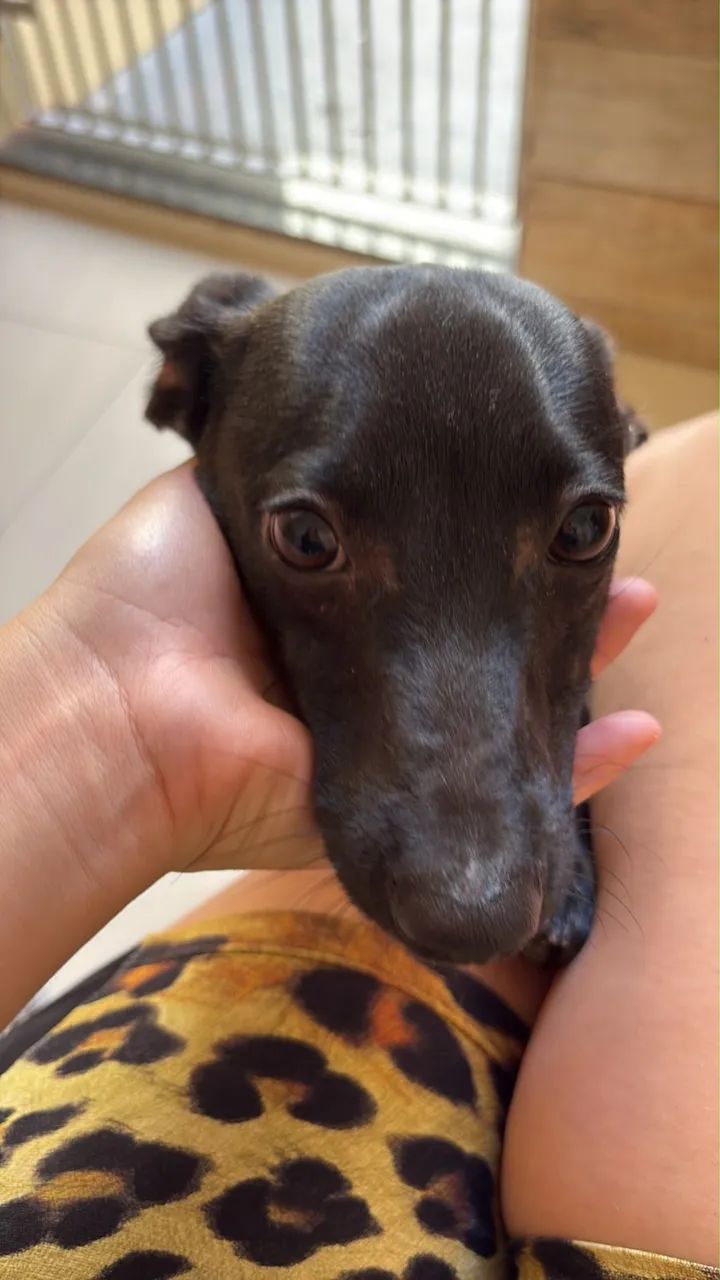 Doa-se cachorra fêmea SRD porte P - Foto 2