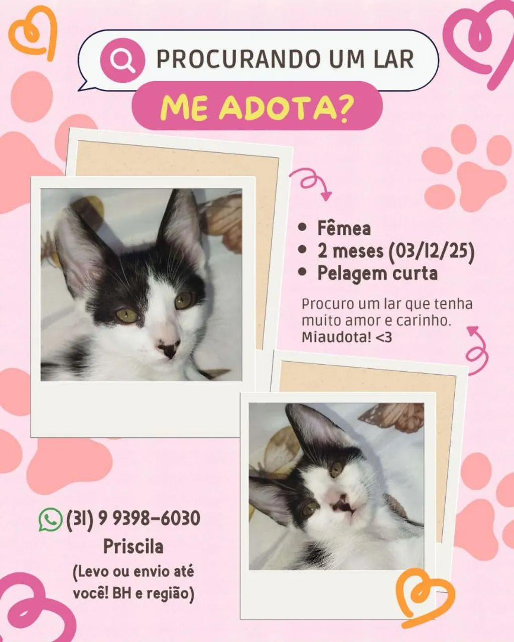 Gatinhos filhotes para doação - Foto 5