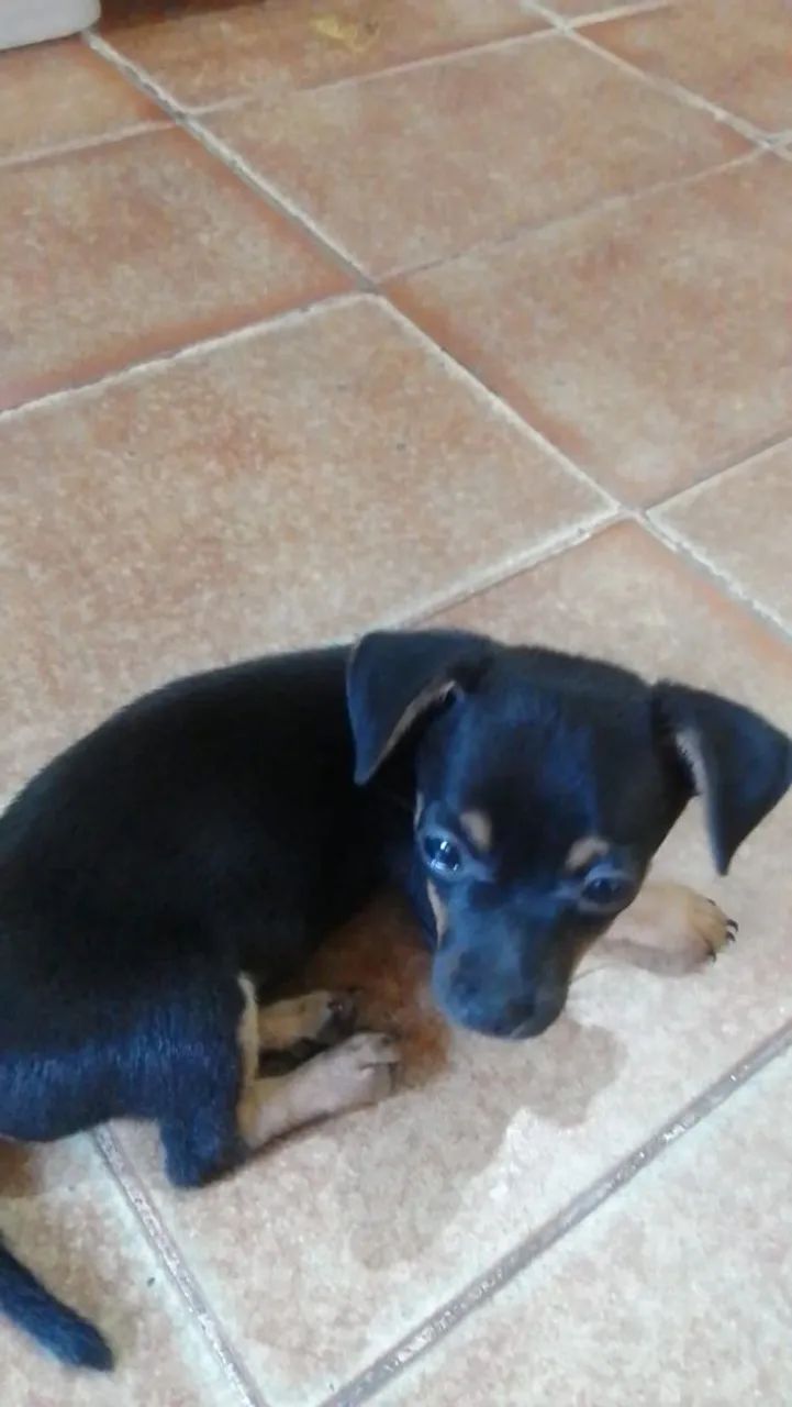 Pinscher n1 - Foto 2