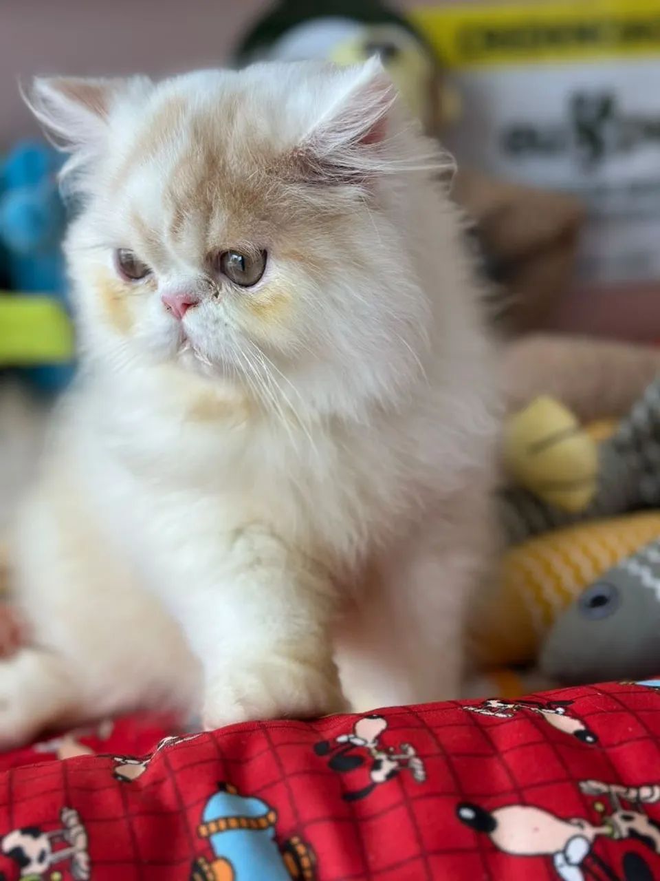 Perfeito e incrível gato persa macho - Foto 2
