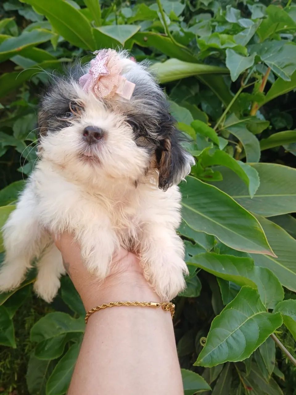 Lhasa Apso - Foto 2