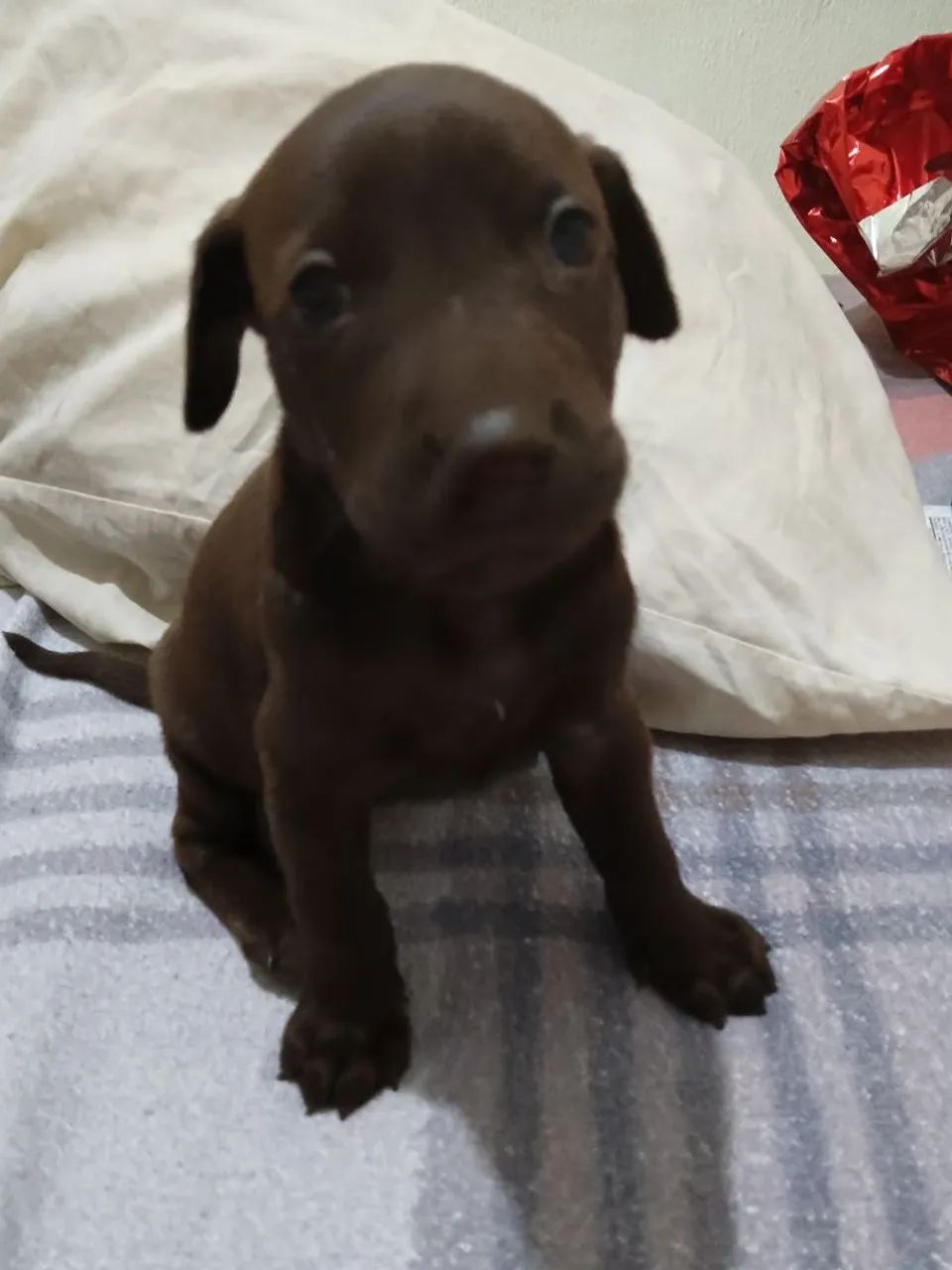 Cachorro labrador  - Foto 3