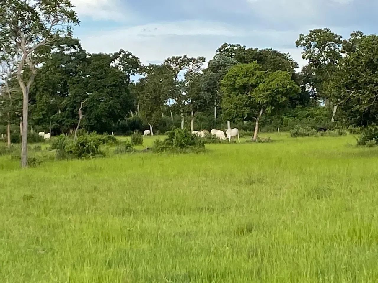 Fazenda Poconé - Foto 2